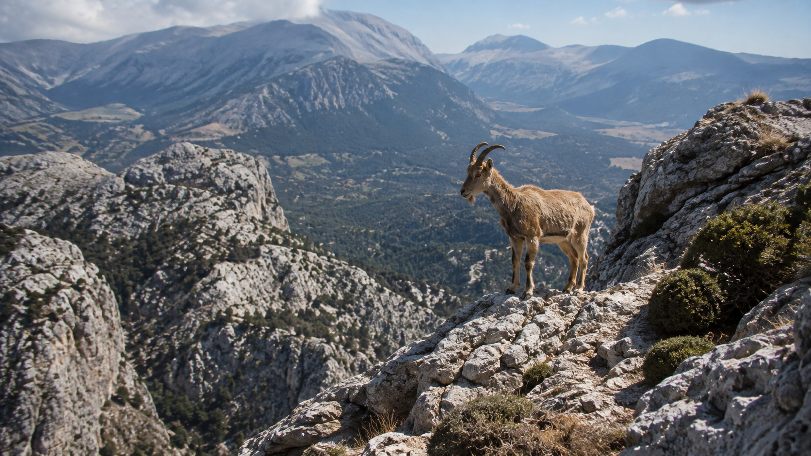 Κρητικό αγρίμι στα Λευκά Όρη.