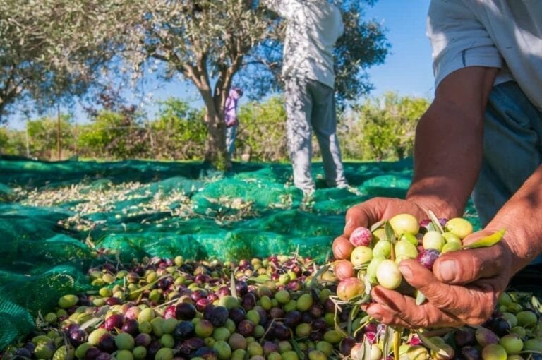 Η γαστρονομία της Κρήτης ξεκινά πολύ πριν από το πιάτο.